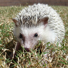hedgie6