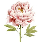 sweetlilpeony