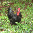RochelleJean