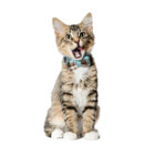 CatCharlie