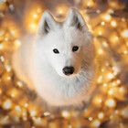 Nanuq