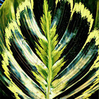 naturely-plants