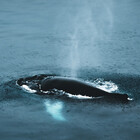 thewildpeoplego