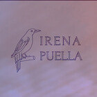 IrenaPuella