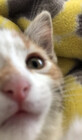hiimscarletto