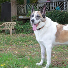 gretchenwolfrum