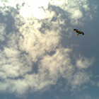 OnEaglesWings