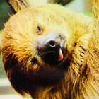 i-am-a-sloth