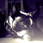 Pennyworth