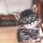 StrawberryCat82