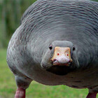 Goosehonkhonk