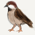 bensparrow