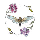 CicadaAndPhlox
