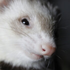 KrisFerrets