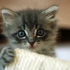 MoistKitten