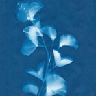 Pressed-Flowers