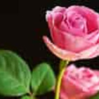 Richa95