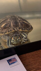 hockeyturtle22