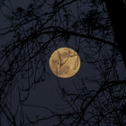 sweetnightshade
