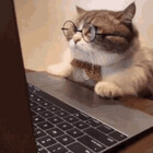 Eve-The-Cat