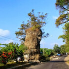 Abelaian
