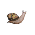 Littlemoliart