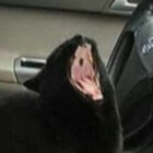 Justkitty