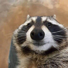 sydtheslothkid