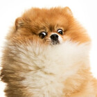 dailypomeranian