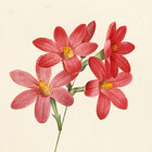 FloraObscura