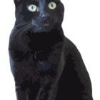 CrazyCatLady97