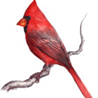 viperxmns
