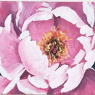 RhodyRoses