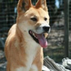 ferdingo