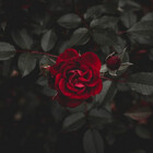 roza9020