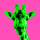 apexgiraffe
