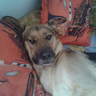 Lovepetshop