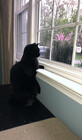 Memphiscat