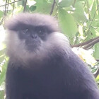 Tharanga4