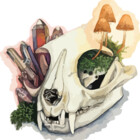 deadglassdesign