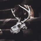 thewildcall