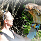 hawkhighness