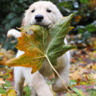 gracielovesdogs