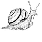 moonmollusk