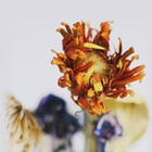 mjbphotodesign