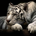 LeoSunn222