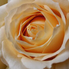 AnnestiMeets