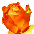 preciouspea