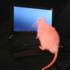 rattykins