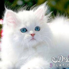 Birshka